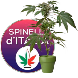 RADIO SpiniNelFianco
