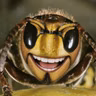 Kienzle und das Insektenwissen