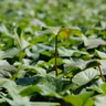 Plant sweet potatoes now for an early fall crop