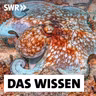 Oktopusse – Wie intelligent und sozial sind Kraken wirklich?