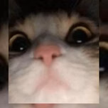 Gabefox
