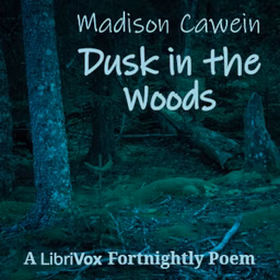Dusk in the Woods
