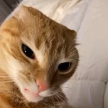 test123
