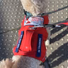 Service Dogs UK: Helping Veterans to train their own PTSD Service Dogs