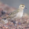 For Shorebirds, Summer Ends Early