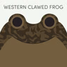 Western Clawed Frog | Week of June 22nd