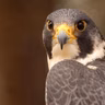 Rock Climbing Among the Peregrines