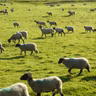 How is the dry spell impacting farmers?