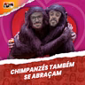 O que os CHIMPANZÉS podem nos ensinar sobre o ABRAÇO?