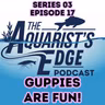 Why Guppies Are So Fun to Keep - Colour, Personality, Easy Care & Fry Surprises