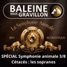 BEST OF D'ÉTÉ #37 Symphonie animale 3/8 : Les Cétacés, sopranos des océans