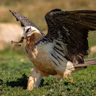 Bearded Vulture Nests Are Natural Museums