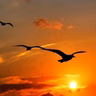 A VUELO DE PÁJARO - Marcela Del Carmen Rioseco. Voz, Ramon Carela