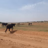 Accès à la terre, à l’eau et aux pâturages : les mécanismes de gestion des conflits ruraux au Niger(Le Magazine)