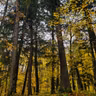 S.7 Ep.3: The Old-Growth Project