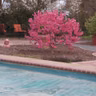 Can You Grow a Peach Tree from Seed?