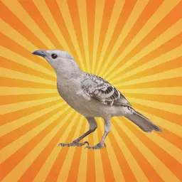 L'oiseau jardinier séduit grâce à l'illusion d'optique !