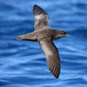 Pick Up Plastic for Seabirds