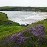 Fragrant July wildflowers to look out for