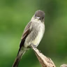 Letter to an Olive-sided Flycatcher