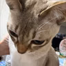 #1505 猫ちゃんどうしたの from Radiotalk