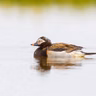 Arctic Dispatch: Long-tailed Ducks at Teshekpuk Lake