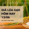 Giá lúa gạo hôm nay ngày 13/06/2024: Tiiếp tục xu hướng đi ngang