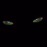 Slow Radio : I Think Cats Think, Bird Nest Tree - full performance