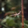 How hurricanes triggered lizard evolution