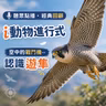聽眾點播｜i動物進行式｜經典重播：空中的戰鬥機--認識遊隼