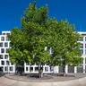 Grün in der Stadt - Mein Freund, der Baum