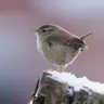 The mechanics of birdsong