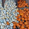 Pumpkins with Less Sprawl? Choose Mini-Pumpkins.