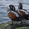 The Hardy Harlequin