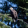 How eagles, bears and salmon keep Alaska wild