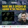 Ep134 - There are 5 species of Lagundi in the Philippines