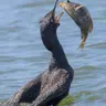 Cormorants Dive During the Day