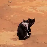 Melhores Músicas