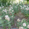 Plants for Dry Shade