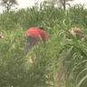 Le journal du 17 août 2026 - Diffa : les agriculteurs face au manque de précipitations