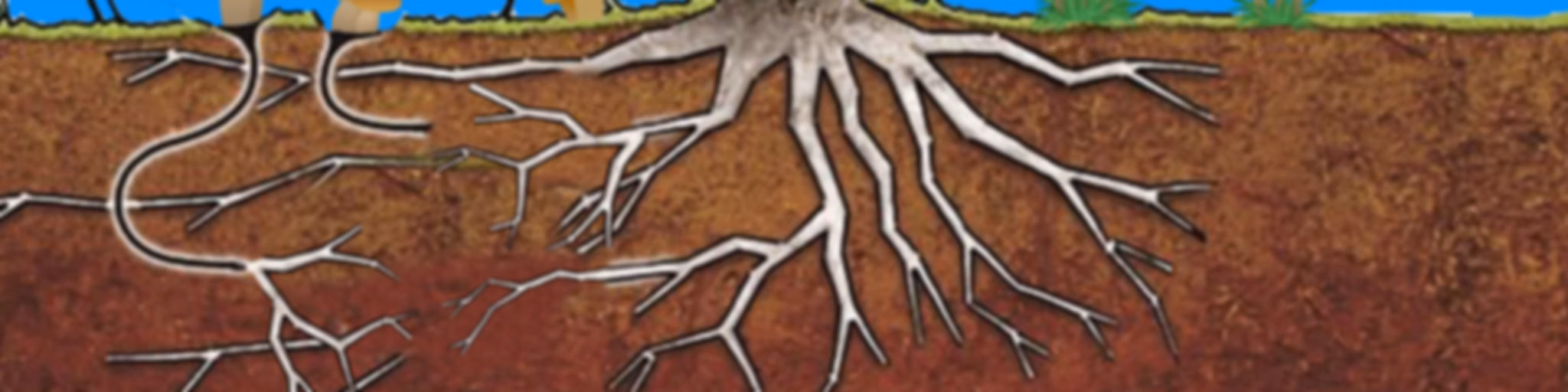 Flora Funga Podcast