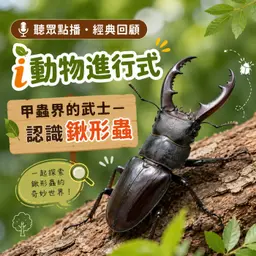 聽眾點播|i動物進行式|經典重播:甲蟲界的武士--認識鍬形蟲