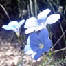 Las flores ─ La Vida en el Mundo Invisible, cap. II-1. Anthony Borgia
