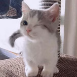 its oliver