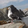 How Birds Drink