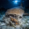 🦈 The Hidden Superpower of Nurse Sharks