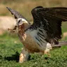 Bearded Vulture Nests Are Natural Museums