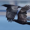 BirdNoir: That Crow Sounds Fishy