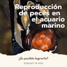 Reproducción de peces ornamentales marinos en el hogar