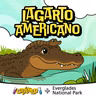 Lagarto Americano: el guardián de los Everglades